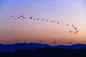 Bird Migration - China