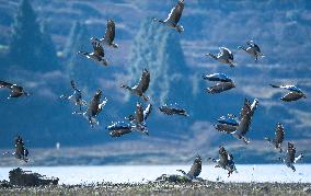 Bird Migration - China