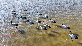 Bird Migration - China