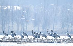 Bird Migration - China