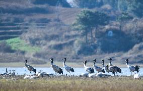 Bird Migration - China