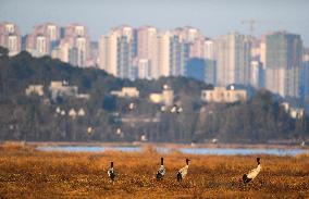 Bird Migration - China