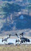 Bird Migration - China