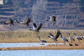 Bird Migration - China