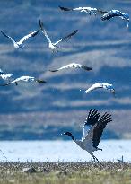 Bird Migration - China