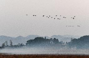 Bird Migration - China