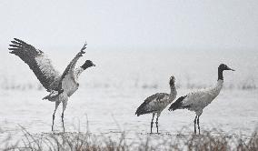 Bird Migration - China