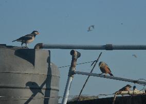 Birds In India