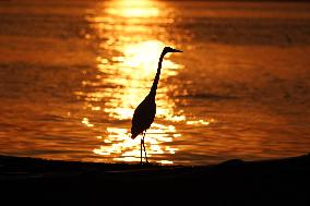 A Great White Egret Sits On A Boat - India