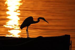 A Great White Egret Sits On A Boat - India