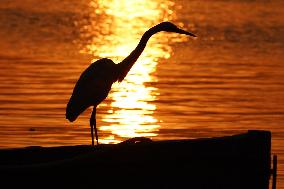 A Great White Egret Sits On A Boat - India