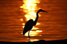 A Great White Egret Sits On A Boat - India