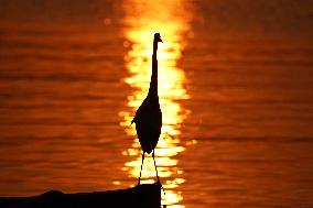 A Great White Egret Sits On A Boat - India