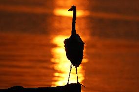 A Great White Egret Sits On A Boat - India