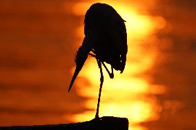 A Great White Egret Sits On A Boat - India