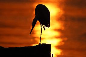 A Great White Egret Sits On A Boat - India