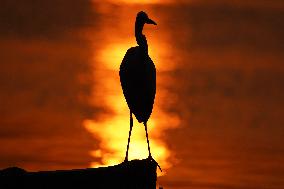 A Great White Egret Sits On A Boat - India