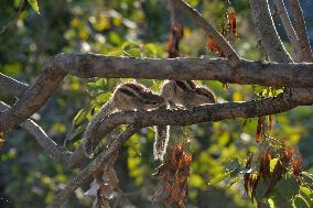 Matting Of Squirrels