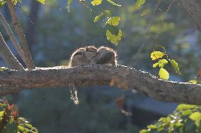 Matting Of Squirrels