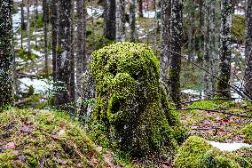 Moss-Covered Tree Stump In The Forest