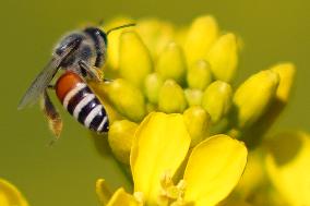 A Honey bee collects nectar from mustard flowers - India