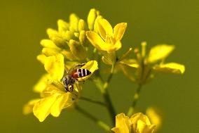 A Honey bee collects nectar from mustard flowers - India