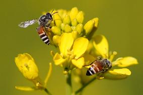 A Honey bee collects nectar from mustard flowers - India