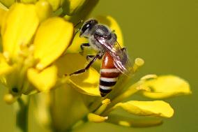 A Honey bee collects nectar from mustard flowers - India