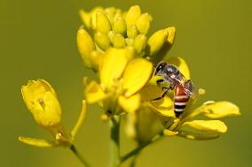 A Honey bee collects nectar from mustard flowers - India