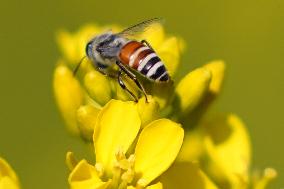 A Honey bee collects nectar from mustard flowers - India