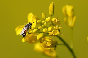 A Honey bee collects nectar from mustard flowers - India