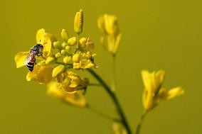 A Honey bee collects nectar from mustard flowers - India