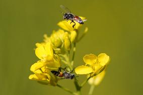 A Honey bee collects nectar from mustard flowers - India