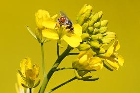 A Honey bee collects nectar from mustard flowers - India