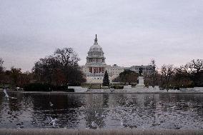 Seagulls In Capitol Reflecting Pool