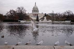 Seagulls In Capitol Reflecting Pool