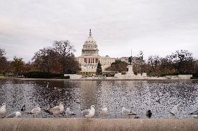 Seagulls In Capitol Reflecting Pool