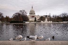 Seagulls In Capitol Reflecting Pool