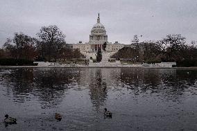 Seagulls In Capitol Reflecting Pool