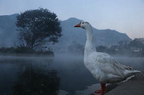 Daily Life In Taudaha Lake In Kirtipur.