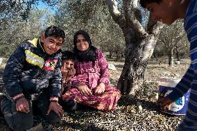 Syrian Refugee Children Picking Olives - Southern Lebanon