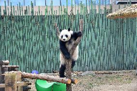 Giant Panda Play at Beijing Zoo