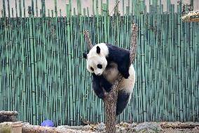 Giant Panda Play at Beijing Zoo