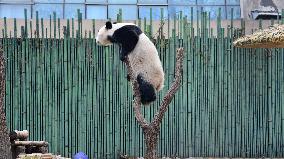 Giant Panda Play at Beijing Zoo