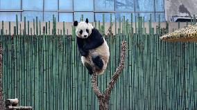 Giant Panda Play at Beijing Zoo