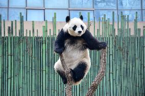 Giant Panda Play at Beijing Zoo