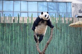 Giant Panda Play at Beijing Zoo