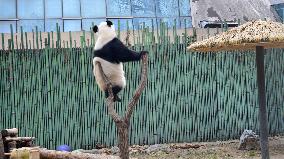 Giant Panda Play at Beijing Zoo