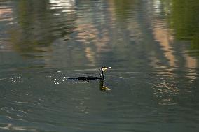 Nepal Wildlife