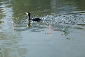 Nepal Wildlife